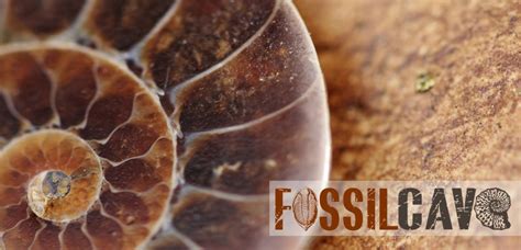 where to buy fossils online.